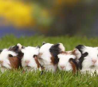 Cuccioli Cavie