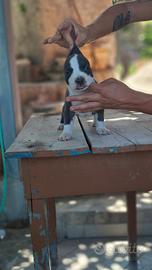 cuccioli pitbull 