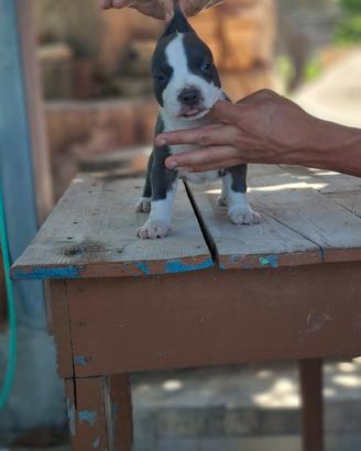 cuccioli pitbull 