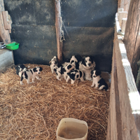 Pastore Asia centrale