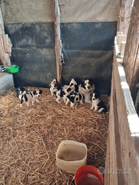 Pastore Asia centrale