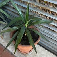Yucca in vaso