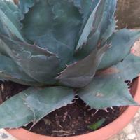 Piamta di Agave Titanoa