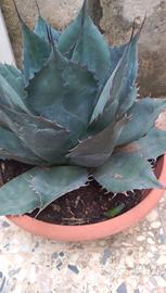 Piamta di Agave Titanoa