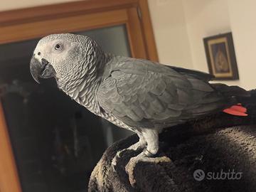 Pappagallo Cenerino
