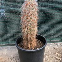 Oreocereus Celsianus cactacea