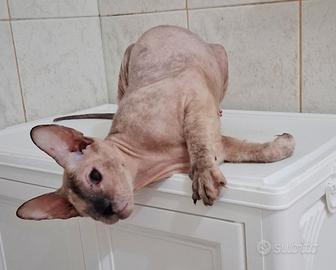 Gatta don sphynx tortie point