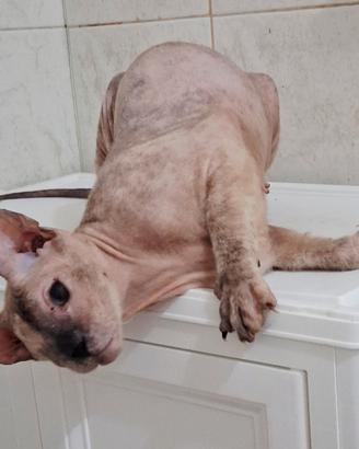 Gatta don sphynx tortie point