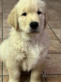 Cuccioli Golden