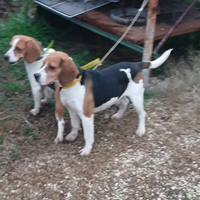 Beagle da çinghiale
