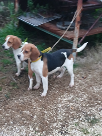 Beagle da çinghiale
