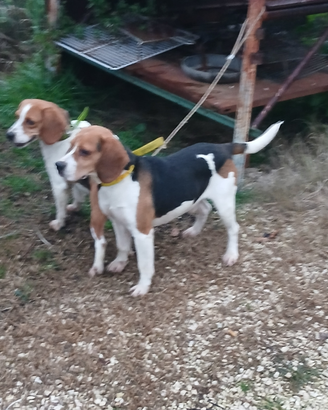Beagle da çinghiale