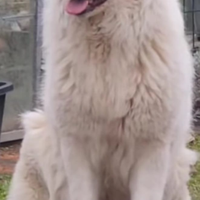 Pastore maremmano abruzzese