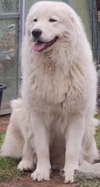 Pastore maremmano abruzzese