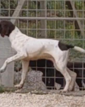 Cane da caccia kurzhaar bracco tedesco