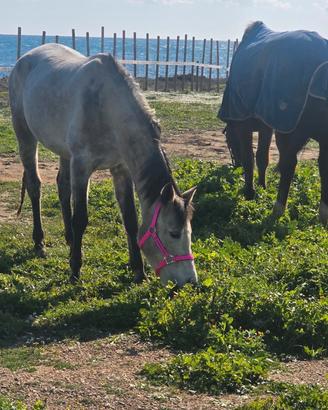 Stupendi cavalli da salto ostacoli