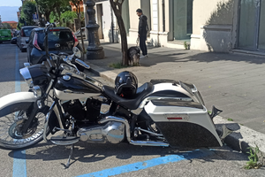 Harley Davidson softail