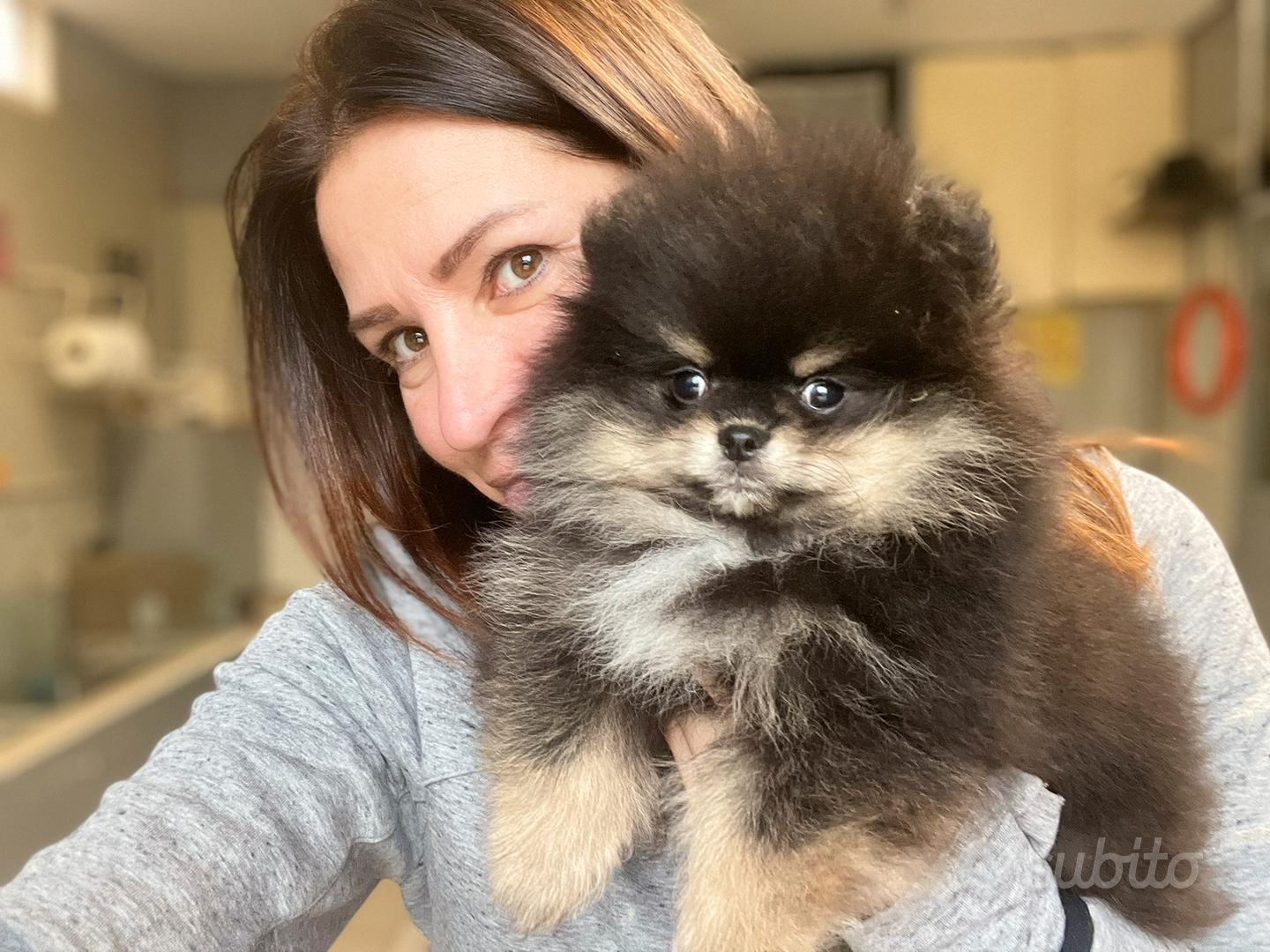 Subito Allevamento Emildog Allevamento Volpino Pomerania Spitz nano