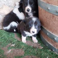 Cuccioli BorderCollie