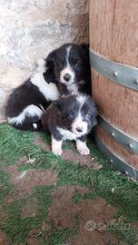 Cuccioli BorderCollie