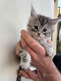 Cucciola Maine coon