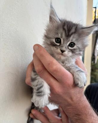 Cucciola Maine coon
