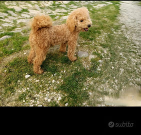 Barboncini red champagne nero toy