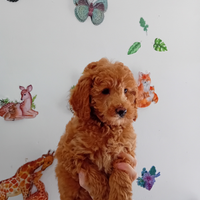 Barboncina Nana color albicocca