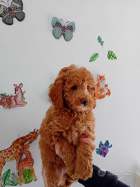 Barboncina Nana color albicocca