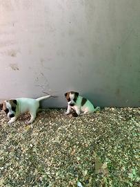 Cuccioli jack Russell