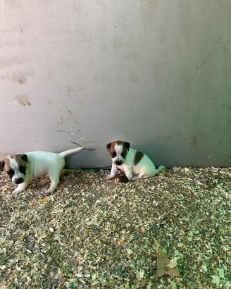 Cuccioli jack Russell