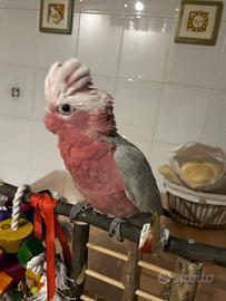 Cacatua rosa