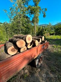 Legna lunga quercia