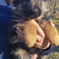 Cuccioli pastore tedesco nero focato