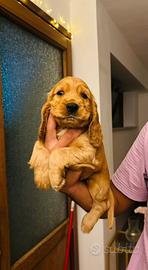 Cuccioli cocker spaniel
