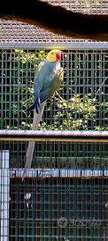 Parrocchetto dal collare cleartail/opa