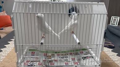 Canarini bianchi recessivi