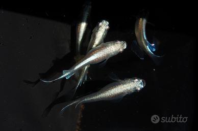 Medaka miyuki blu - pesci da laghetto