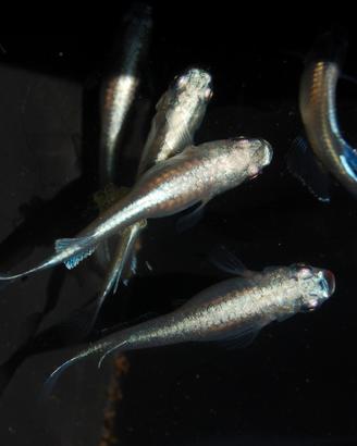 Medaka miyuki blu - pesci da laghetto