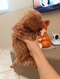 Barboncino toy