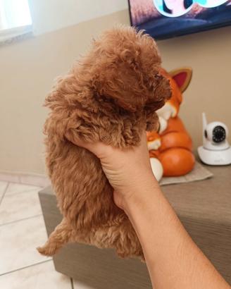 Barboncino toy
