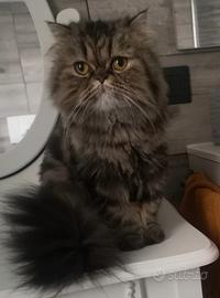 Gatta persiana femmina