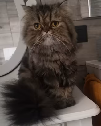 Gatta persiana femmina