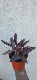 pianta tradescantia
