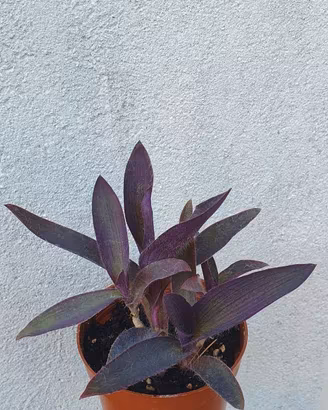 pianta tradescantia