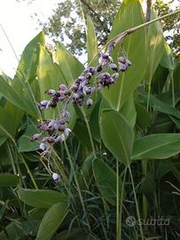Thalia dealbata