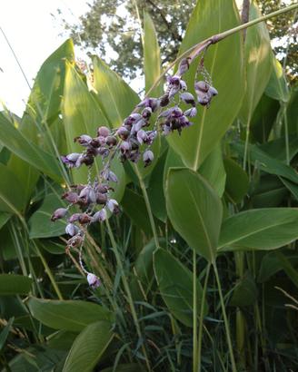 Thalia dealbata