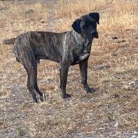 Cane corso