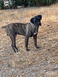 Cane corso