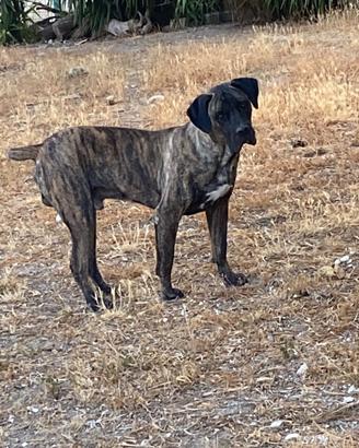 Cane corso